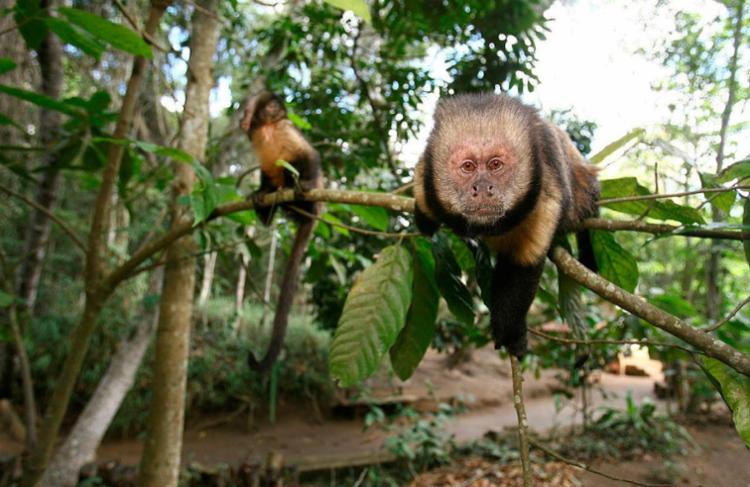 Também foram identificados macacos contaminados em Alagoinhas - Foto: Joá Souza | Ag. A Tarde
