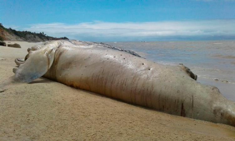 Esta foi a 19ª baleia da espécie localizada morta nesta temporada na costa baiana. - Foto: Kássio Freitas | Site Portal Sulbaiano