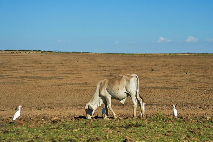 Os municípios que enfrentam problemas com a seca devem acionar a Sudec - Foto: Marcello Casal jr | Agência Brasil | Divulgação