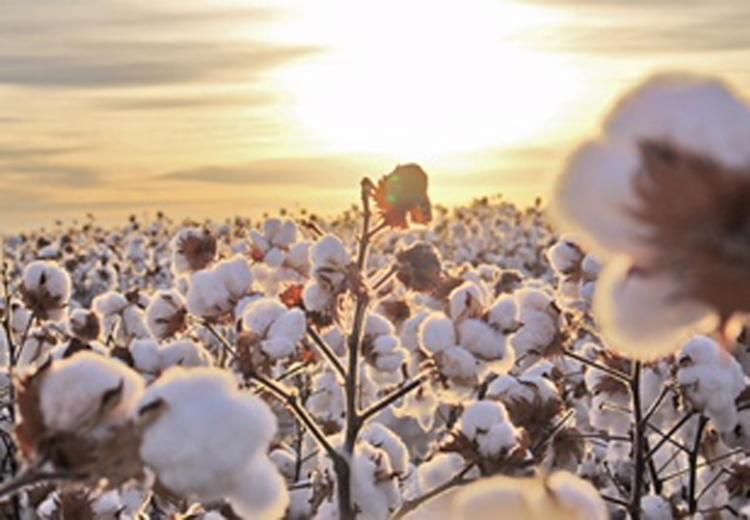 Foram plantados cerca de 263,4 mil hectares de algodão, o que corresponde a um aumento de 32,5% em relação à área da safra passada - Foto: Divulgação/ABAPA