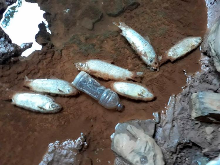 Peixes foram encontrados mortos na nascente do riacho que fica no interior da gruta - Foto: Blog do Latinha l Divulgação
