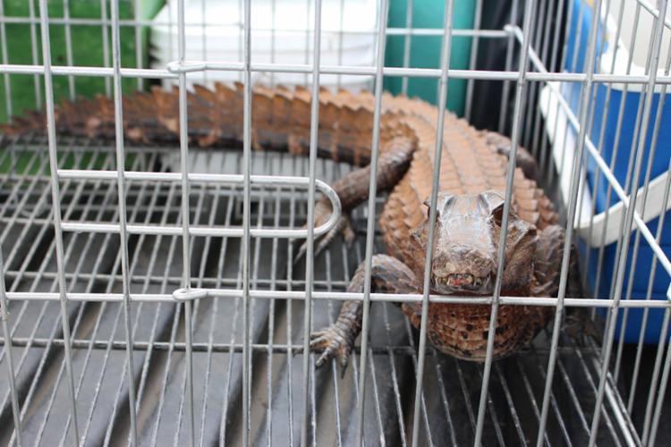 Desmatamento das áreas verdes contribui para aparecimento dos animais