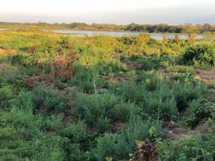 Roça foi localizada no povoado de Ibozinho, ao lado do rio São Francisco - Foto: Divulgação | SSP-BA