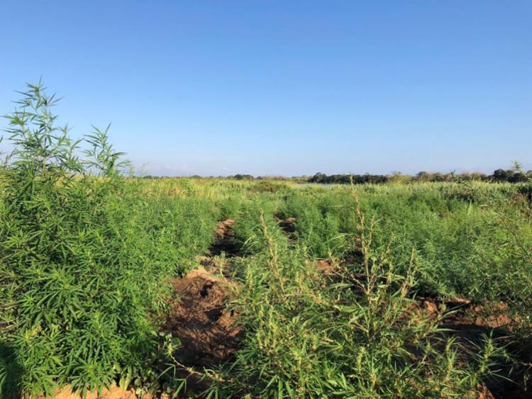 Proprietário da plantação ainda não foi identificado e segue sendo procurado pela polÃcia