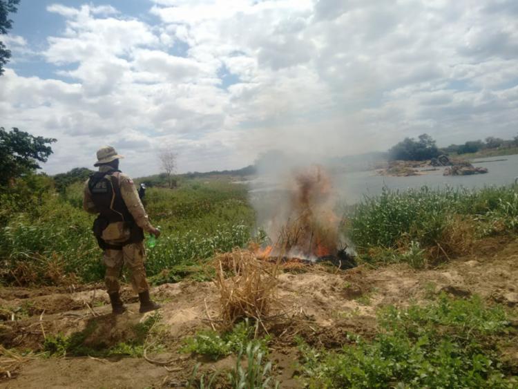 Durante a operação, foram incinerados 25 mil pés de maconha - Foto: Divulgação | SSP-BA