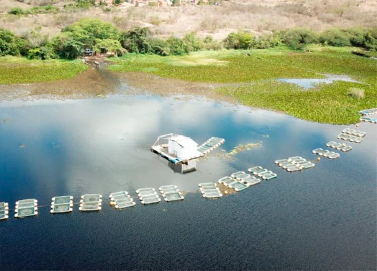 Mais de 600 animais silvestres são apreendidos na Bacia do Rio Paraguaçu