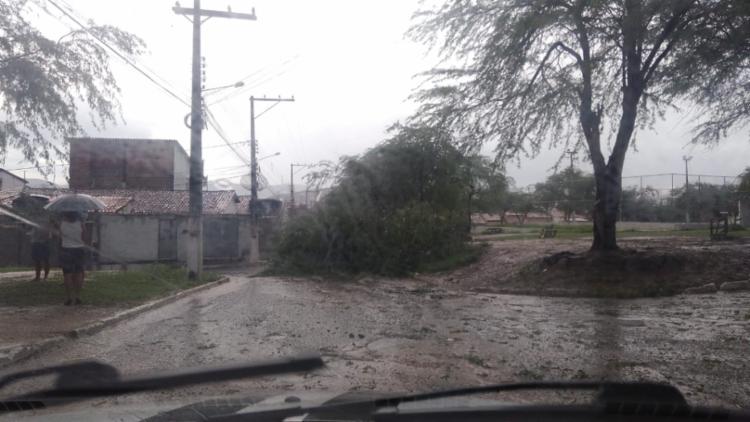Diversas arvores caíram pela cidade por conta dos ventos fortes