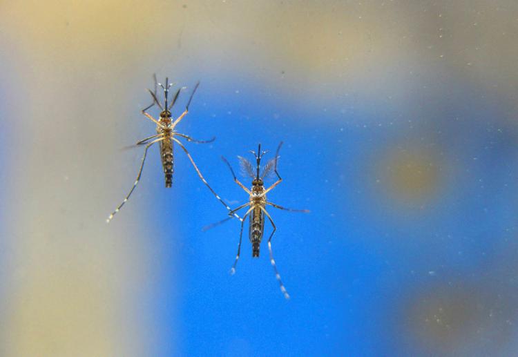 Aedes aegypti é transmissor de dengue, zika, chikungunya e febre amarela urbana - Foto: Alexandre Carvalho | Divulgação
