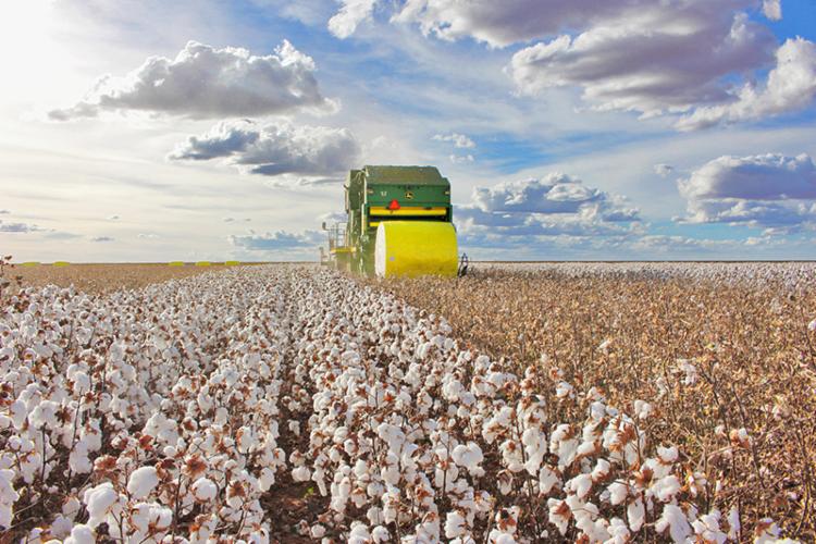 A previsão da ABAPA é que as máquinas estejam em operação para a colheita a partir do mês de junho - Foto: Divulgação/Abapa A previsão da ABAPA é que as máquinas estejam em operação para a colheita a partir do mês de junho - Foto: Divulgação/Abapa