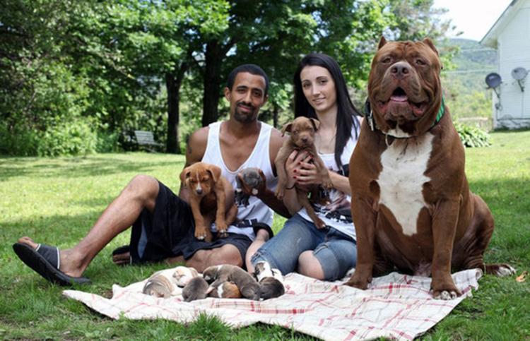 Maior Pit Bull do mundo, Hulk ficou famoso em 2015 ao aparecer em fotos com o filho de apenas trÃªs anos do casal