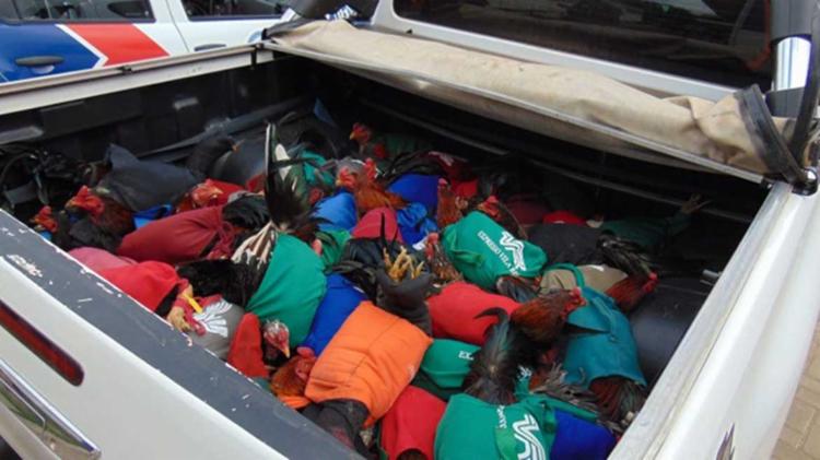 Todos os 200 galos que eram explorados nas rinhas serão sacrificados por falta de espaço