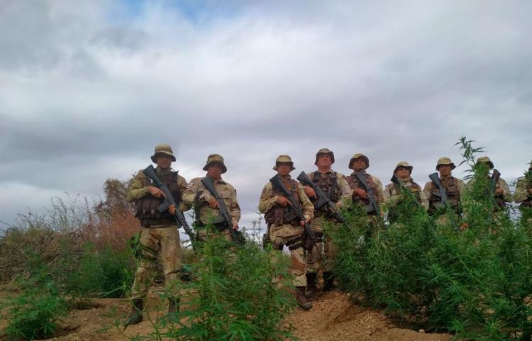 Plantação tinha aproximadamente 35 mil mudas e foi avaliada em R$ 400 mil - Foto: Divulgação | SSP