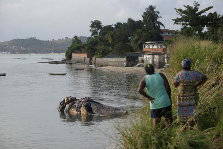 Baleia jubarte encalhou na praia de Coutos na última sexta, 30