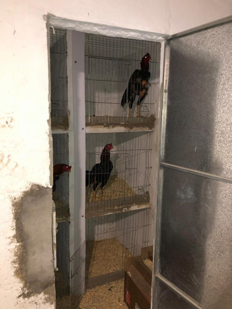Mais de 180 galos foram encontrar em gaiolas