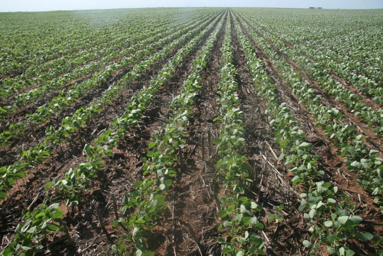 A produção de soja do Brasil na temporada 2019-2020 poderá ter um aumento de 6,6% - Foto: Miriam Hermes | Ag. A TARDE A produção de soja do Brasil na temporada 2019-2020 poderá ter um aumento de 6,6% - Foto: Miriam Hermes | Ag. A TARDE