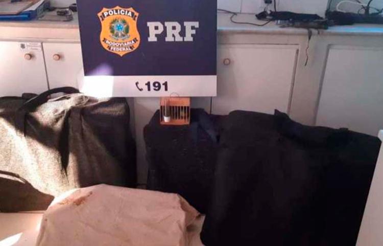 Os 450 pássaros estavam aprisionados em apenas cinco gaiolas | Foto: Divulgação | PRF - Foto: Divulgação | PRF