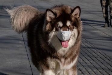 Animais de estimação podem transmitir o novo coronavírus? | Nicolas Asfouri | AFP