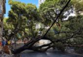 Queda de árvore deixa trânsito interditado no Corredor da Vitória | Foto: Iuri Rubim | Cidadão Repórter