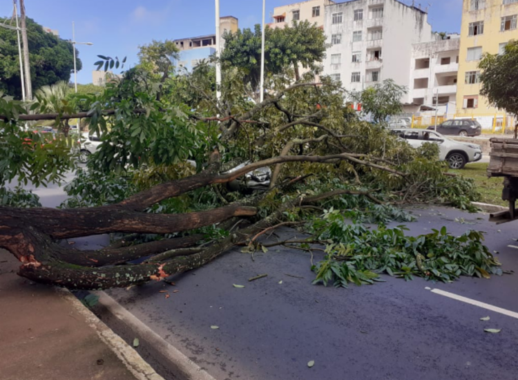 Ainda não se sabe o que teria causado a queda da árvore - Foto: Divulgação | Transalvador Ainda não se sabe o que teria causado a queda da árvore - Foto: Divulgação | Transalvador