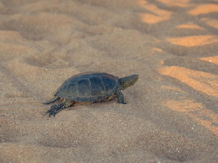 Filhotes podem nascer após um período que varia entre 45 e 60 dias | Foto: Divulgação | Freepik - Foto: Divulgação | Freepik Filhotes podem nascer após um período que varia entre 45 e 60 dias | Foto: Divulgação | Freepik - Foto: Divulgação | Freepik