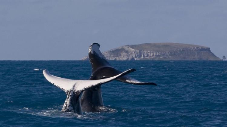 Os dados são dos pesquisadores do Projeto Baleia Jubarte, que há 32 anos monitoram as baleias que vêm ao litoral baiano para o período reprodutivo | Foto: Divulgação - Foto: Foto: Divulgação Os dados são dos pesquisadores do Projeto Baleia Jubarte, que há 32 anos monitoram as baleias que vêm ao litoral baiano para o período reprodutivo | Foto: Divulgação - Foto: Foto: Divulgação