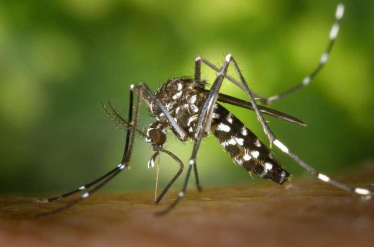 Nenhum outro país em todo o mundo teve mais casos de chikungunya em junho que o Brasil | Foto: Divulgação - Foto: Divulgação Nenhum outro país em todo o mundo teve mais casos de chikungunya em junho que o Brasil | Foto: Divulgação - Foto: Divulgação