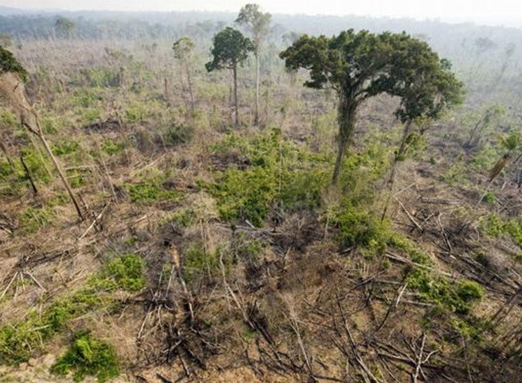 Desmatamento na Amazônia brasileira aumentou 25% entre janeiro e junho - Foto: Getty Images | via AFP