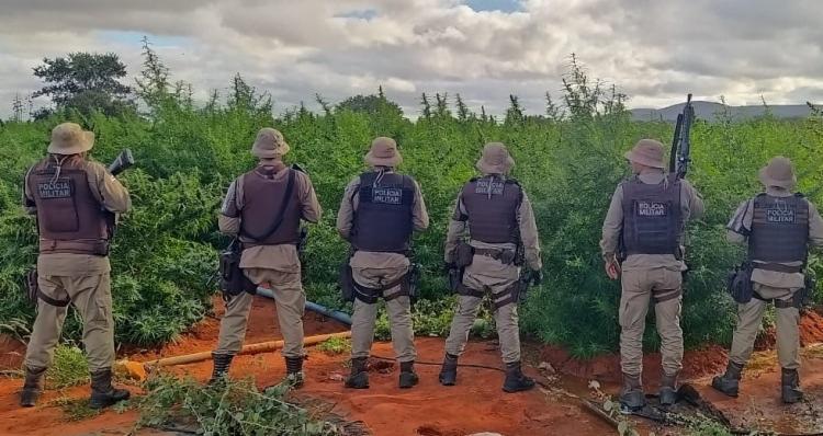 Além da plantação, também foram localizados 10 kg da erva ensacados e prontos para comercialização | Foto: Divulgação | SSP-BA - Foto: Divulgação | SSP-BA Além da plantação, também foram localizados 10 kg da erva ensacados e prontos para comercialização | Foto: Divulgação | SSP-BA - Foto: Divulgação | SSP-BA