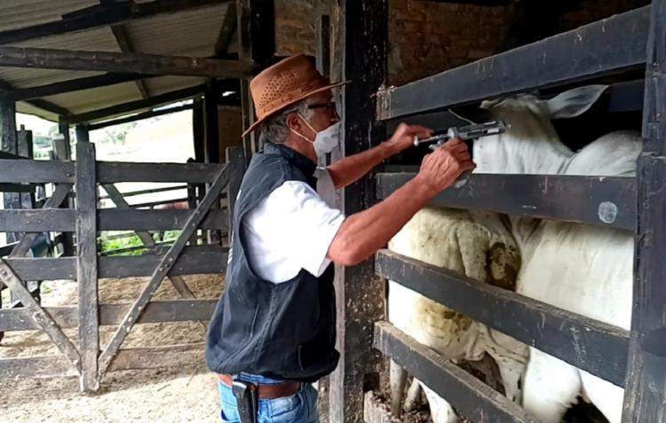 Cerca de 10 milhões de animais de todas as idades situados em propriedades baianas foram vacinados | Foto: Ascom | ADAB - Foto: Ascom | ADAB Cerca de 10 milhões de animais de todas as idades situados em propriedades baianas foram vacinados | Foto: Ascom | ADAB - Foto: Ascom | ADAB