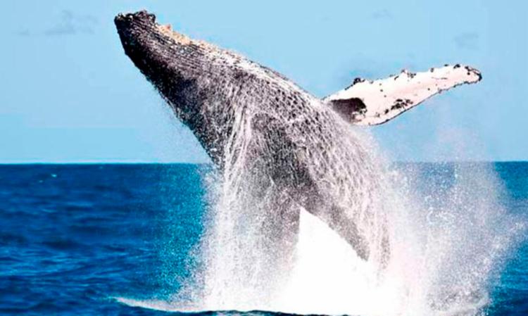 Projeto Baleia Jubarte registra nascimento de 60 filhotes no Brasil