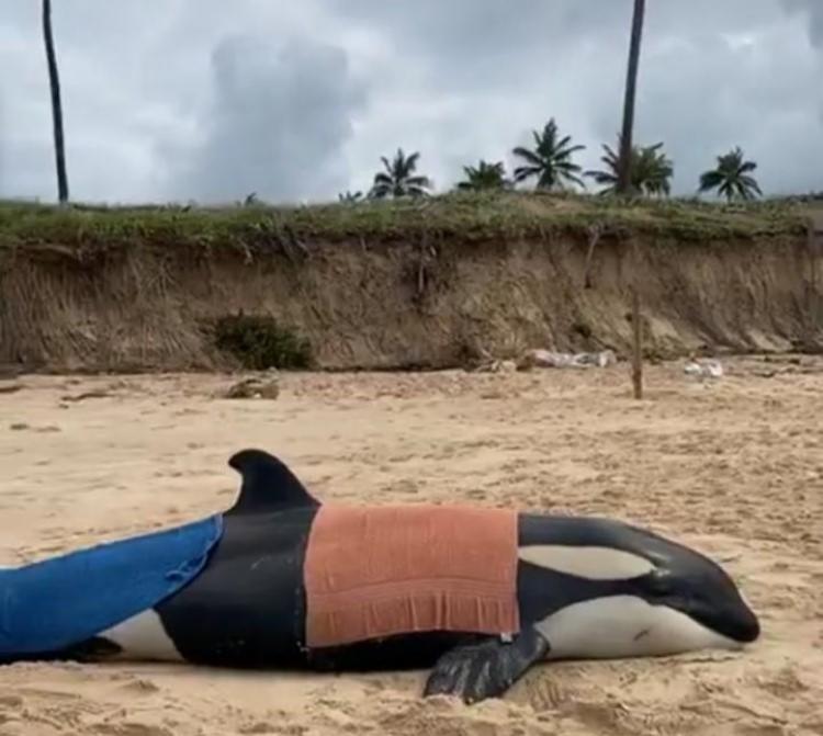Segundo especialistas, o animal estava severamente debilitado e em sofrimento prolongado | Foto: Reprodução | Instagram - Foto: Reprodução | Instagram Segundo especialistas, o animal estava severamente debilitado e em sofrimento prolongado | Foto: Reprodução | Instagram - Foto: Reprodução | Instagram