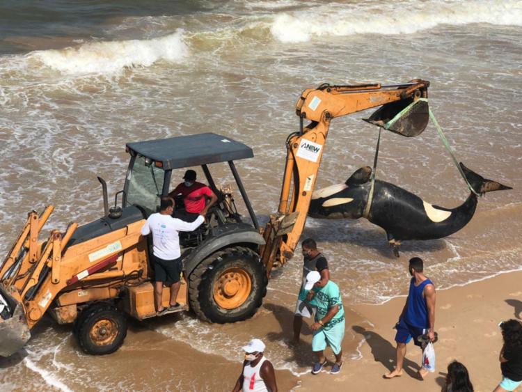 Aparecimento de baleias orcas é raro no litoral baiano | Foto: Cidadão Repórter | A TARDE - Foto: Cidadão Repórter | A TARDE Aparecimento de baleias orcas é raro no litoral baiano | Foto: Cidadão Repórter | A TARDE - Foto: Cidadão Repórter | A TARDE