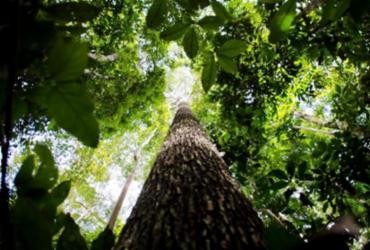 Amazônia pode valer 10% do PIB mundial, reflete colunista | 