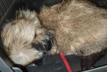 Mais 4 filhotes são resgatados em situação de maus-tratos na BR 116 | 