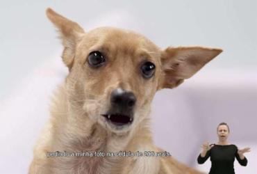 Vira-lata caramelo 'anuncia' chegada da nota de R$ 200 | Foto: Reprodução