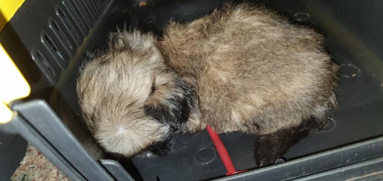 Os animais estavam em um ambiente escuro, sem ventilação, expostos a temperatura elevada e debilitados | Foto: Divulgação | PRF - Foto: Divulgação | PRF Os animais estavam em um ambiente escuro, sem ventilação, expostos a temperatura elevada e debilitados | Foto: Divulgação | PRF - Foto: Divulgação | PRF