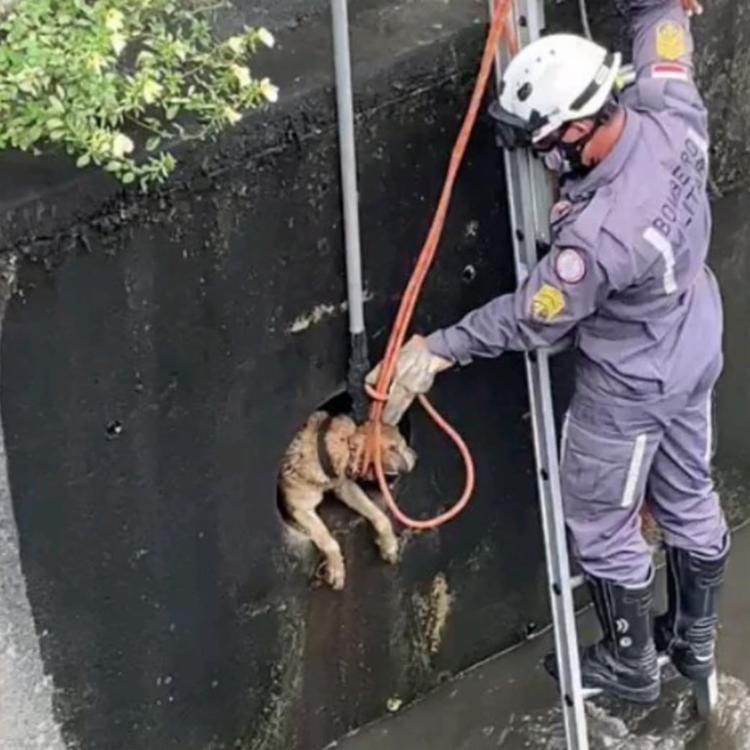 Cão estava molhado e muito assustado | Foto: Divulgação | CBMBA - Foto: Divulgação | CBMBA Cão estava molhado e muito assustado | Foto: Divulgação | CBMBA - Foto: Divulgação | CBMBA