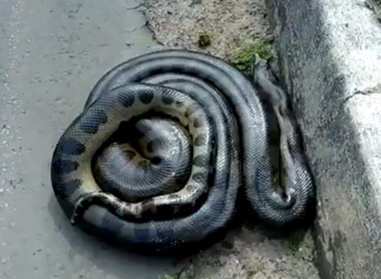 Esta é a segunda cobra encontrada em ruas da capital baiana nesta semana | Foto: Reprodução | Redes Sociais - Foto: Reprodução | Redes Sociais Esta é a segunda cobra encontrada em ruas da capital baiana nesta semana | Foto: Reprodução | Redes Sociais - Foto: Reprodução | Redes Sociais