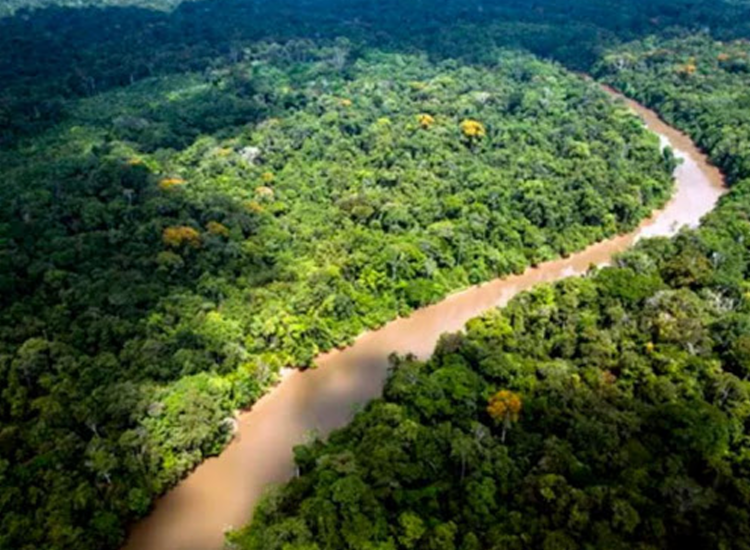Desmatamento da Mata Atlântica será fiscalizado em operação - Foto: Jody Amiet | AFP Desmatamento da Mata Atlântica será fiscalizado em operação - Foto: Jody Amiet | AFP