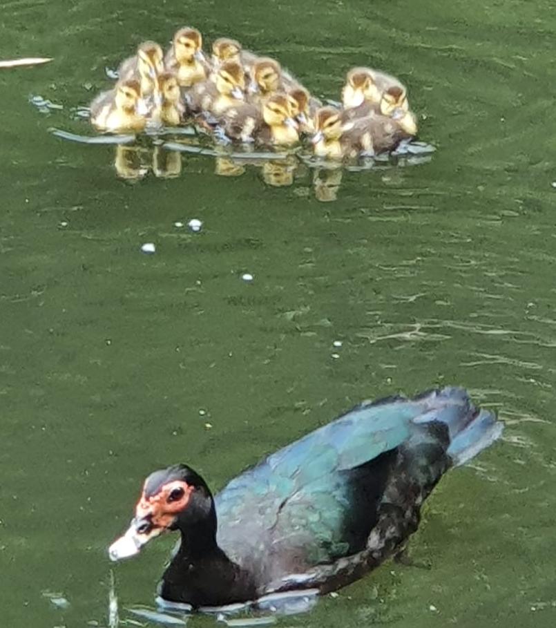Lagoa é lar de diversas espécies de animais | Foto: Cidadão Repórter | A TARDE