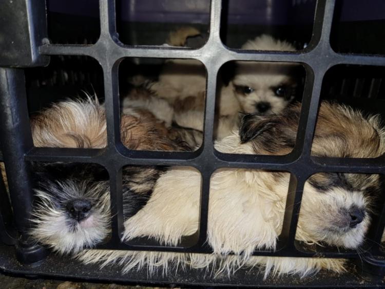 Conforme o MPBA, o requerimento do promotor Áviner Santos visa preservar a saúde dos animais | Foto: Divulgação | PRF - Foto: Divulgação | PRF Conforme o MPBA, o requerimento do promotor Áviner Santos visa preservar a saúde dos animais | Foto: Divulgação | PRF - Foto: Divulgação | PRF