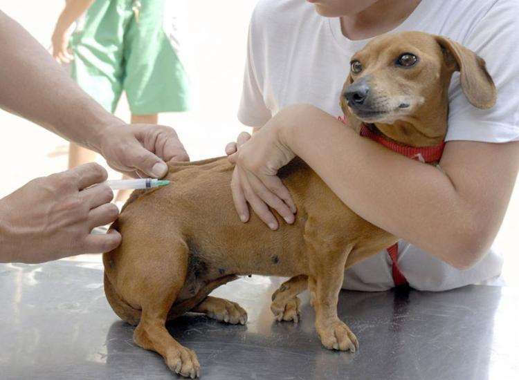 Maioria dos municípios ainda não atingiu a meta de cobertura vacinal | Foto: Divulgação - Foto: Divulgação Maioria dos municípios ainda não atingiu a meta de cobertura vacinal | Foto: Divulgação - Foto: Divulgação