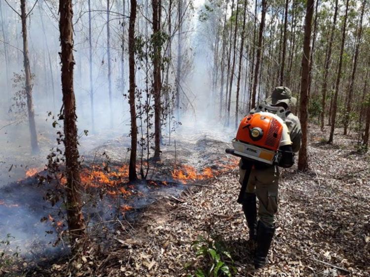 Iniciativa orienta sobre os riscos à saúde e ao meio ambiente representados pelas queimadas sem planejamento ou criminosas | Foto: Divulgação | Bracell - Foto: Divulgação | Bracell Iniciativa orienta sobre os riscos à saúde e ao meio ambiente representados pelas queimadas sem planejamento ou criminosas | Foto: Divulgação | Bracell - Foto: Divulgação | Bracell