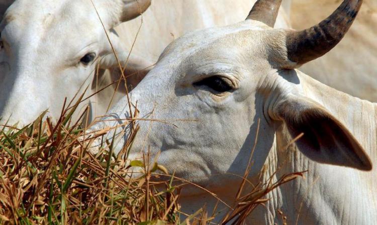 A meta é vacinar quase 3,3 milhões de animais na Bahia, nesta etapa contra a Febre Aftosa | Foto: Arquivo | Agência Brasil - Foto: Arquivo | Agência Brasil A meta é vacinar quase 3,3 milhões de animais na Bahia, nesta etapa contra a Febre Aftosa | Foto: Arquivo | Agência Brasil - Foto: Arquivo | Agência Brasil