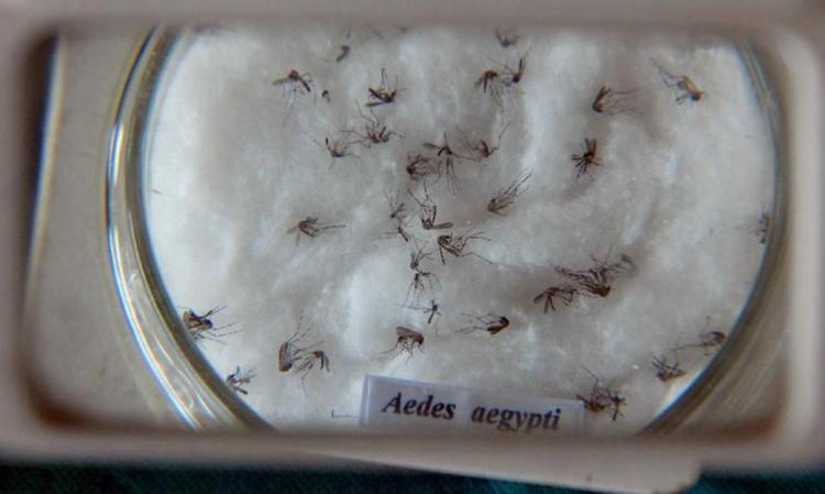 Mesmo com a redução no município, a SMS mantém as ações ostensivas de enfretamento ao mosquito I Foto: Arquivo | Agência Brasil - Foto: Arquivo | Agência Brasil Mesmo com a redução no município, a SMS mantém as ações ostensivas de enfretamento ao mosquito I Foto: Arquivo | Agência Brasil - Foto: Arquivo | Agência Brasil