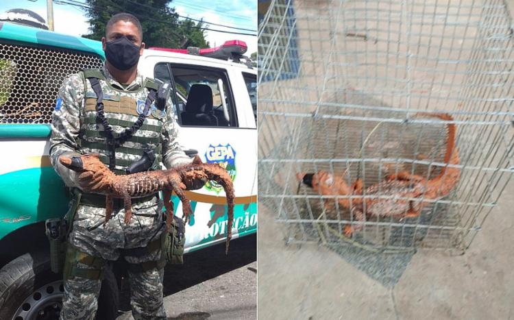 Animal ficará de quarentena em centro de triagem, antes de voltar para a natureza I Foto: Divulgação/GCM - Foto: Divulgação/GCM Animal ficará de quarentena em centro de triagem, antes de voltar para a natureza I Foto: Divulgação/GCM - Foto: Divulgação/GCM