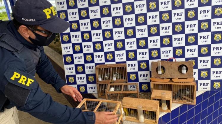 Proprietários seguiam com os animais de São Paulo para Água Fria, percurso longo e desgastante | Foto: Divulgação - Foto: Divulgação Proprietários seguiam com os animais de São Paulo para Água Fria, percurso longo e desgastante | Foto: Divulgação - Foto: Divulgação